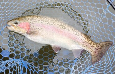 ラインブレイク多発 ～岡崎トラウトポンド～